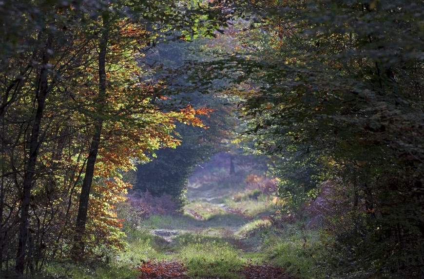 fontainebleau